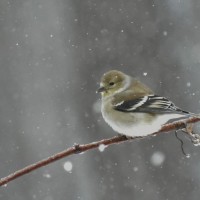 Snow birds