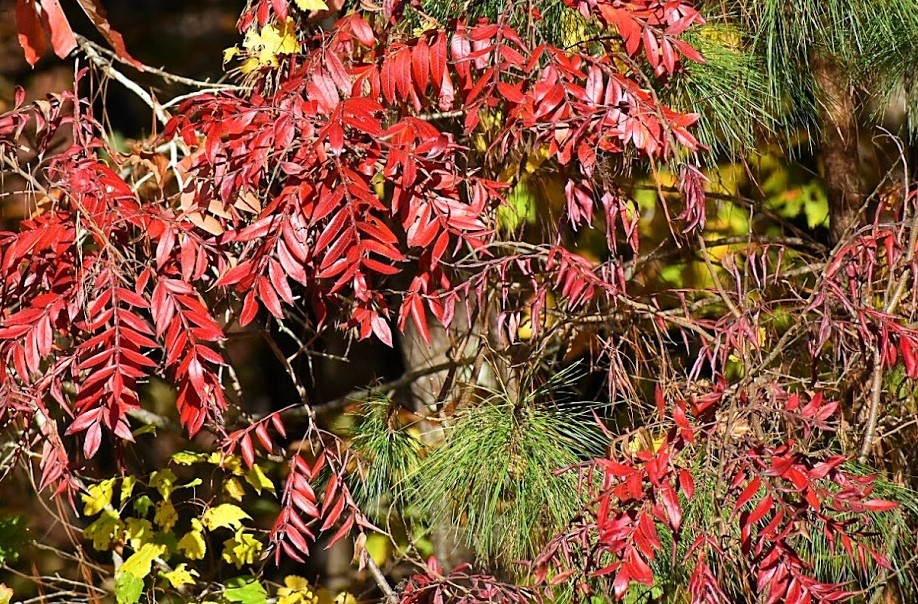 riot of red leaves (2)